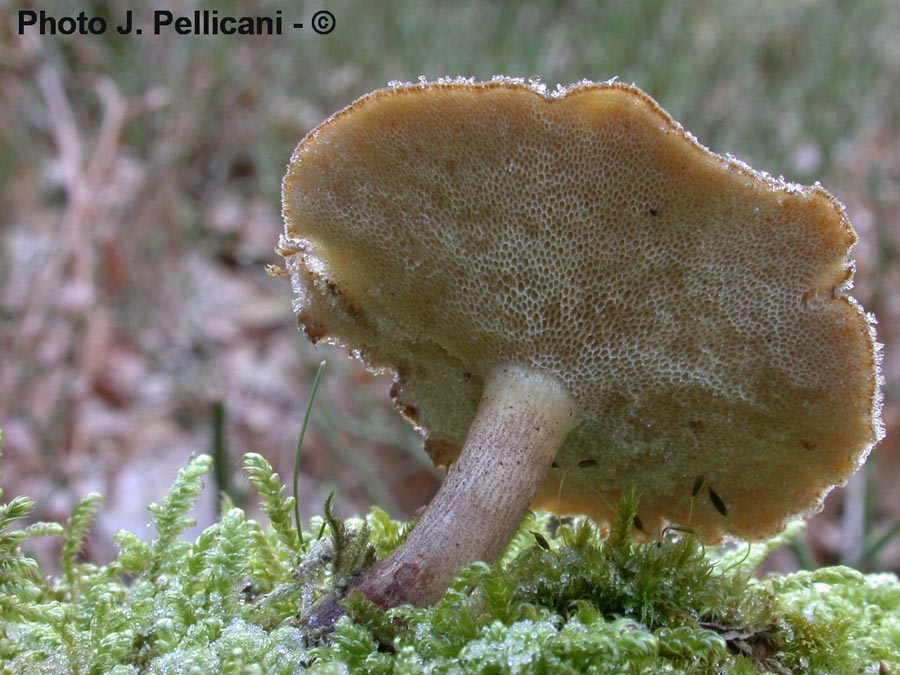 Polyporus brumalis